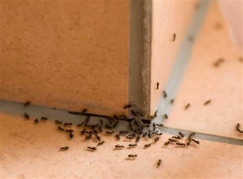 8月宜搬家 很多小螞蟻
